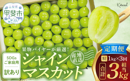 【訳アリ】【定期便】粒 シャインマスカット 約1.0㎏×3回 山梨シャインマスカット