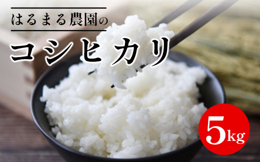 令和8年産 京都丹波福知山産 はるまる農園のコシヒカリ 精米(5kg) 【fc-CN002-R8-A】【はるまる農園】
