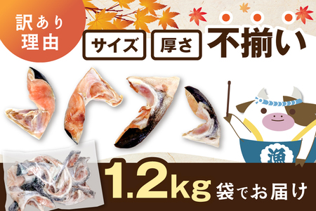 北海道産 秋鮭 カマ 1.2kg 有塩
