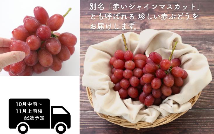 長野県でしか栽培されない、皮ごと・種なしで食べられる赤色ぶどう。