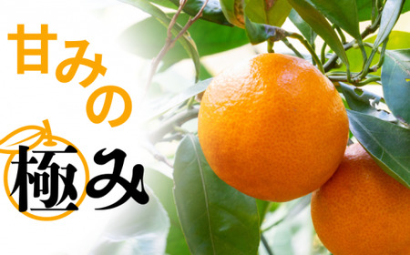 【先行予約】秀品 「紅娘」 温州 みかん 山下紅早生 10kg 【S~2Lサイズおまかせ】【2026年11月下旬～2026年12月中旬までに順次発送】＜味好農園＞ /温州みかん みかん 蜜柑 柑橘 山