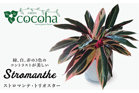 緑、白、赤の色合いが絶妙！『 ストロマンテ ・ トリオスター 』糸島市 / cocoha [AWB019] 観葉植物 観葉植物 観葉植物 観葉植物 観葉植物 観葉植物 観葉植物 