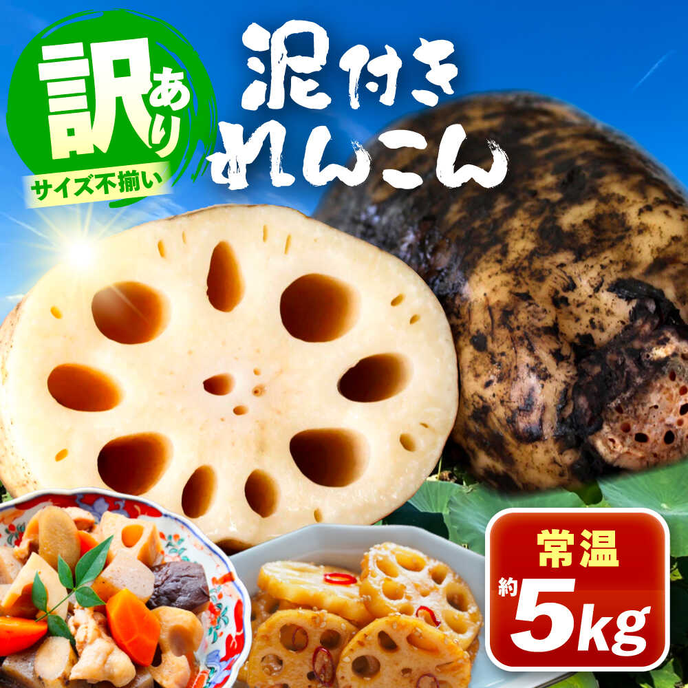 【ふるさと納税】＼訳あり／ 泥付きれんこん 5kg 野菜 レンコン 愛西市 / JAあいち海部れんこんセンター 【配送不可地域：北海道・沖縄・離島】[AEDK001]