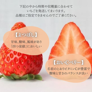 甘さ濃厚 ジューシーいちご２パック