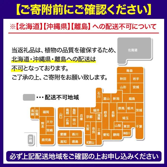 No.1253 ＜数量限定＞オリーブの苗(1本)鹿児島県産 苗 観葉植物 オリーブ 国産 シンボルツリー 庭木 内祝い ギフト 贈答 プレゼント 観賞 苗木 オリーブの木【鹿児島オリーブ】