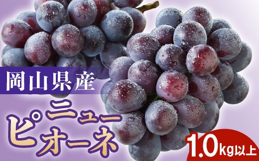 
                  74-24 秋のニューピオーネ2房（計1.0kg以上)
                