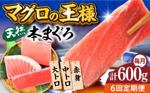 【全6回定期便】天然 本まぐろ 大トロ・中トロ・赤身（約200ｇ×3柵）約600ｇ  マグロ トロ 鮪 海鮮 晩酌 冷凍 刺し身 まぐろ さしみ  中トロ 刺身 お刺身 国産マグロ 鮪 マグロ 魚 刺身 横須賀【横須賀商工会議所 おもてなしギフト事務局（本まぐろ直売所 横須賀本店）】 [AKAK075]