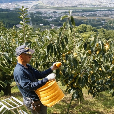 柳フルーツ園の訳ありたねなし柿 約2kg【2025年秋冬配送】
