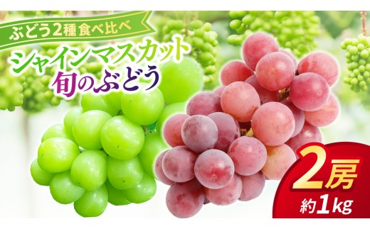 ぶどう食べ比べ 2房（約1kg）旬のぶどう＆シャインマスカット 【2026年9月下旬発送開始】 葡萄 ブドウ セット アソート シャインマスカット 安芸クイーン クイーンニーナ ロザリオロッソ ピオーネ 高妻 藤稔 採れたて 大粒 生産農家直送 農家直送 数量限定 果物 フルーツ 岩手県 (DH005)