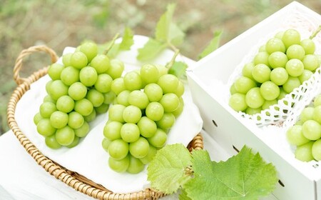 【2回定期便】 プレミアム大粒 ・ 大房 シャインマスカット 2房 （1.2kg以上） 【2026年8月上旬から順次発送予定】 ／ くだもの 果物 果実 フルーツ ぶどう ブドウ 葡萄 マスカット 冷