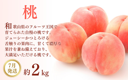 定期便【全3回/7・8・9月】和歌山産フルーツ定期便！人気の桃・梨・ピオーネ　旬のフルーツを毎月お届け♪【tkb114】