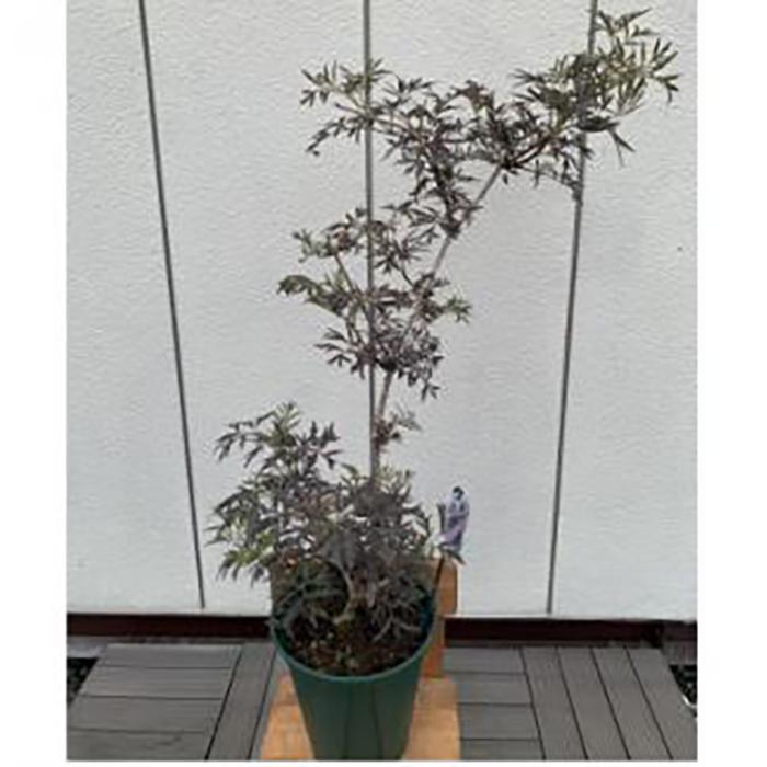 【ふるさと納税】人気品種 西洋ニワトコサンブカス ブラックレース 7号 〈プラス樹〉