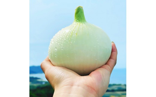 【KR.】お待たせしました！ 淡路島産 新玉ねぎ　10kg