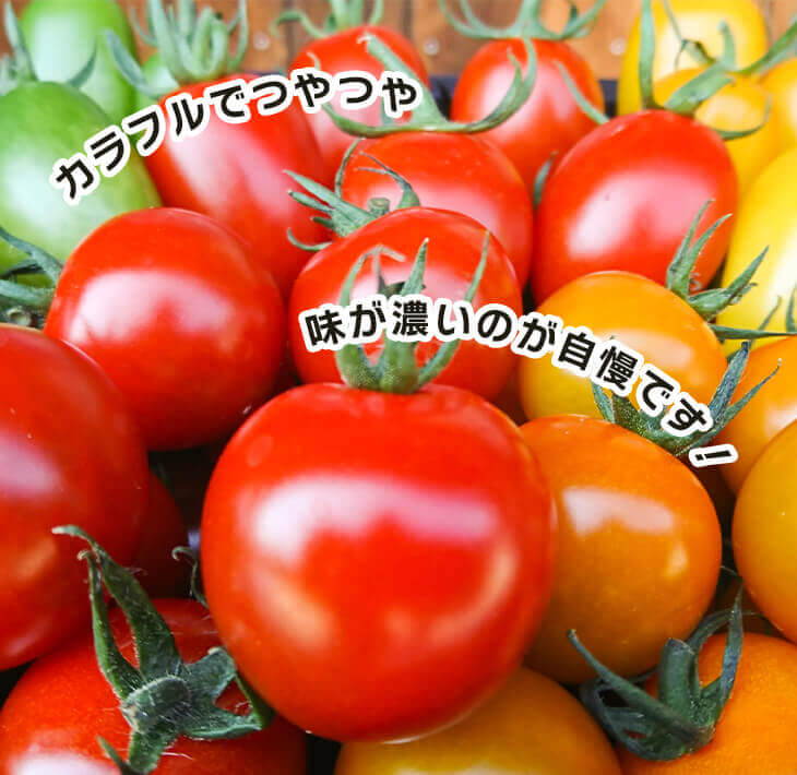 農楽園トマト おまかせ １ｋｇ詰め合わせ