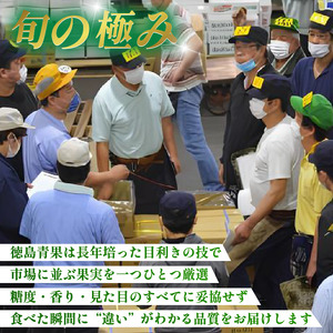 フルーツ 定期便 6ヶ月 フルーツ