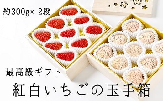 
最高級ギフト「紅白いちごの玉手箱」2段桐箱入（赤・白各約300g　計約600g）
