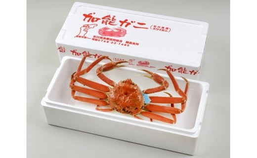 【先行予約】浜茹で 加能ガニ(雄ズワイガニ)【中】(2027年1月20日以降発送) wa001-022-01