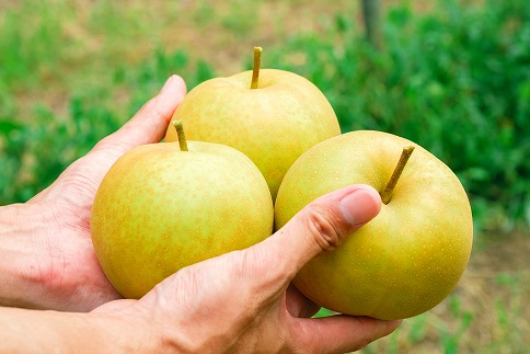 145．【予約受付中】【産地直送】鳥取県の梨「新甘泉」秀品　５kg　８～１４玉