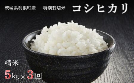 【3ヶ月定期便】利根町産【特別栽培米】コシヒカリ　精米5kg×3回 ／ お米 コメ こめ ごはん コシヒカリ 白米 精米 5kg 特別栽培 令和7年産 新米 定期便 3回 茨城県 利根町