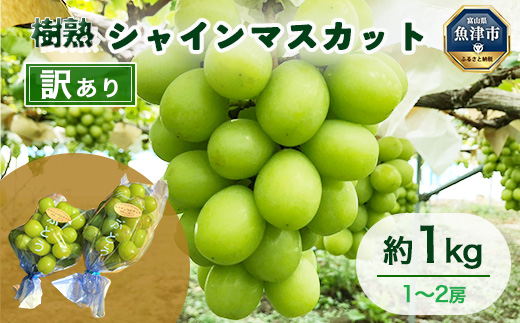 訳あり シャインマスカット 約1kg 樹熟 1～2房 ｜ 富山県産 マスカット ぶどう ブドウ 葡萄 ※北海道・沖縄・離島への配送不可 ※2025年10月上旬～12月下旬頃に順次発送予定