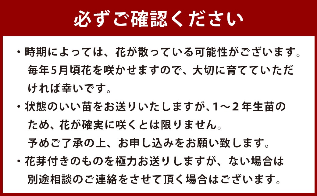 ＜山あじさい 4本セット＞2024年10月上旬～2025年6月下旬迄に順次出荷【c1102_ms_x2】
