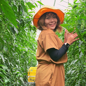 【2026年発送】 万願寺とうがらし 2kg  （4人以上） 京野菜 万願寺とうがらし