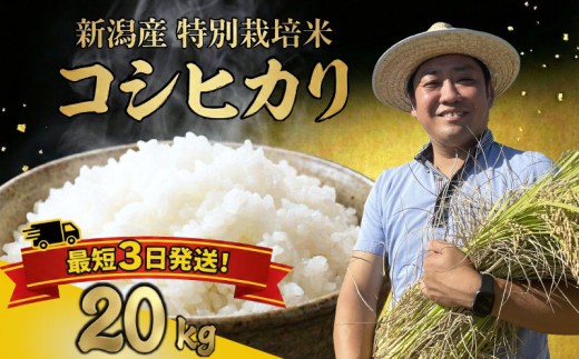 【最短1週間発送】  新潟県産 特別栽培米 コシヒカリ 20kg （5kg×4袋） 令和7年産 こしひかり 特栽米 米 月岡 温泉 お米 こめ ご飯 ごはん おいしい 新潟米 新潟 新潟県 米 新発田産 新潟産 朝食 昼食 夕飯 炊きたて 精米 watasho006_2025