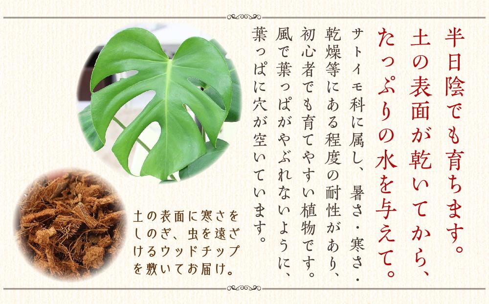 【観葉植物】モンステラ 7号 スクエア陶器鉢 ストレート 土の表面:ウッドチップ ｜観葉植物 インテリア 部屋 おしゃれ 福岡県筑前町 送料無料