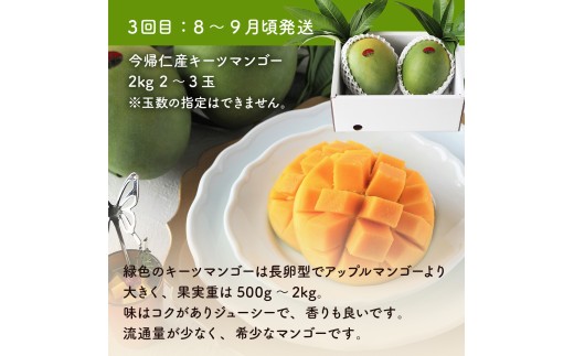 【定期便】稀少3色マンゴー（赤・黄・緑）【2026年　赤：6月中旬～7月頃　黄：7月中旬～8月中旬頃　緑：8月～9月頃発送】生産者直送