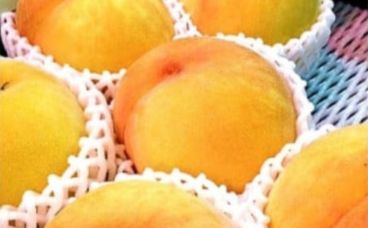 南信州産 黄桃 約3kg | 果物 くだもの フルーツ 柿 桃 もも 黄桃 ジューシー 長野県 信州 南信州 飯田市