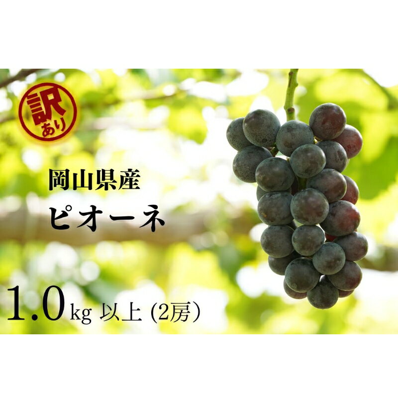 【ふるさと納税】 岡山県産　訳ありピオーネ　計1.0kg以上　2房　産直・朝採れ 2025年8月25日より順次発送【配送不可地域：離島・沖縄県】【1579406】ピオーネ ぶどう 葡萄 岡山 フルーツ 果物