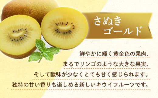 【先行予約】《2025年10月～2026年1月頃お届け》 さぬきゴールド 鮮やか黄金に輝く ゴールドキウイ 約900g 香川県産 大粒キウイ キウイフルーツ ゴールデンキウイ フルーツ 果物 くだもの
