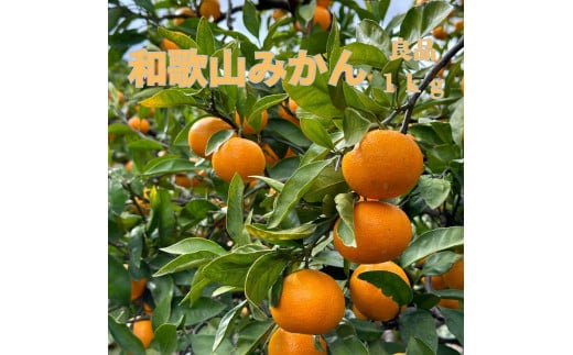 和歌山県海南市産みかん 秀品 約1kg（サイズ2S～2L）【red4】