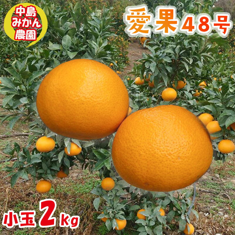 【ふるさと納税】【2026年3月から発送予定】 愛果48号 小玉 2kg 愛媛県 中島産 | 紅プリンセス 紅ぷりんせす と同品種 あいか 家庭用 先行予約 高級 蜜柑 ミカン みかん ジューシー 甘い 柑橘 フルーツ 果物 人気 お取り寄せ 期間限定 数量限定 中島みかん農園 愛媛県 松山市