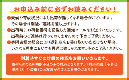 《2025年発送先行予約》【期間・数量限定】日向夏 2.5kg 果物 フルーツ 日向夏