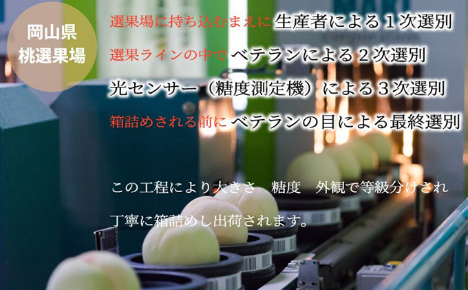 桃 2024年 先行予約 岡山 白桃 エース 4～8玉 約1.5kg JAおかやまのもも（早生種・中生種） もも モモ 岡山県産 国産 フルーツ 果物 ギフト