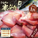 【ふるさと納税】【先行予約】 天然 寒ぶり 1本 (約8～9kg) 若狭湾 ひるがの寒ぶり【選べる処理方法】【2024年12月末頃より順次発送予定】【ブランド お歳暮 贈答 ギフト プレゼント 寒ブリ ぶり ブリ 鰤 鮮魚 新鮮 生食 刺身 海鮮丼 ブリしゃぶ 日向 冬の味覚 海鮮 冷蔵】