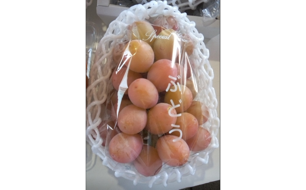 964.北条砂丘地産ぶどう クインニーナ 2房 1kg以上 果物 くだもの 葡萄 ぶどう 313726_AQ014