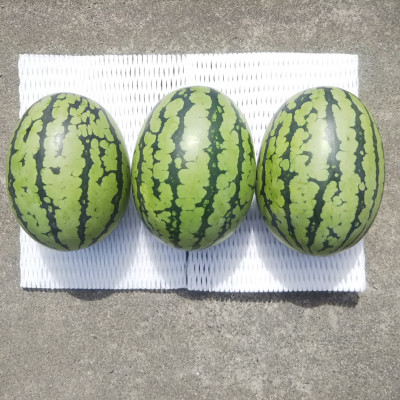 【先行受付/2026年8月上旬より発送】3玉!夏を思いっきり楽しむ!シャリ感抜群!スイカ【ぷちっと】【配送不可地域：離島・北海道・沖縄県】