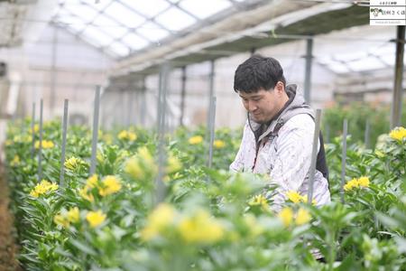 定期便６回便　切り花 アルストロメリア【生花・多少の茎曲がり有　花丈70cm・35本前後】４～９月（KS-T505）