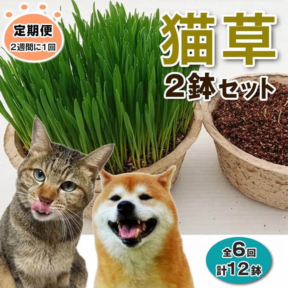 [定期便／2週間に1回 全6回] 猫草 2鉢セット×6回 (計12鉢) [1197]