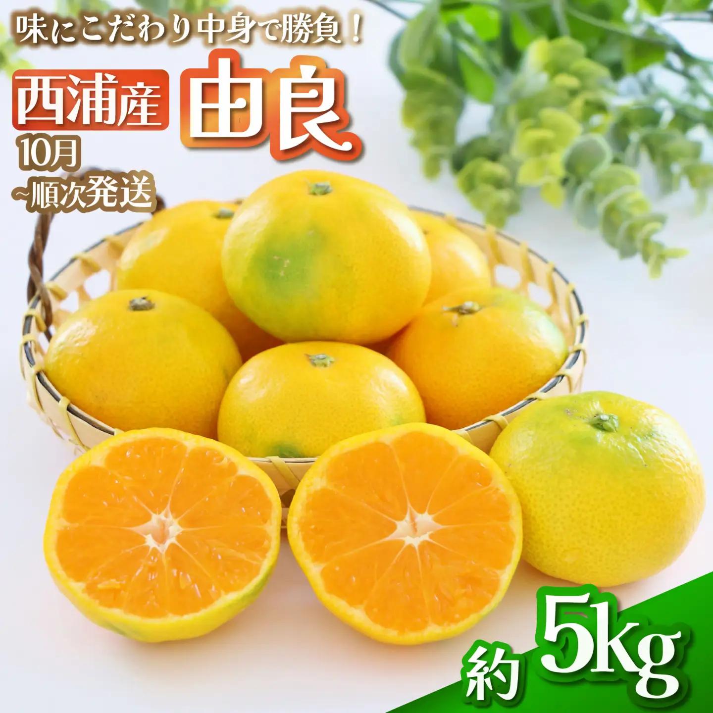 由良みかん 約5kg みかん 蜜柑