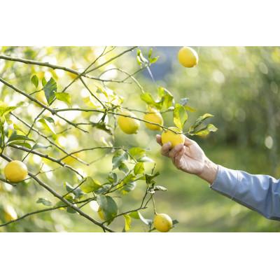 ふるさと納税 静岡市 塩漬けレモン(塩レモン)　100g×3パック |  | 03