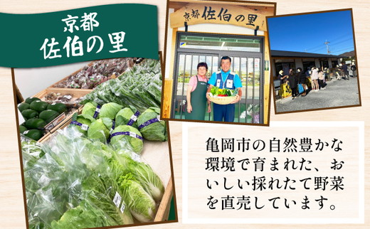 野菜 定期便 直送 6回 朝採れ 7～10品目 京都丹波 亀岡 佐伯の里 訳あり生活応援 家計応援 ※北海道・沖縄・離島への配送不可
