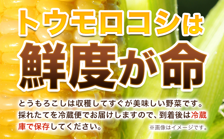 極甘とうもろこし ピーターコーン 20本 特大サイズ(1本380g以上) 高橋賢三《8月上旬-9月中旬頃出荷》 送料無料 北海道 本別町 北海道 十勝 本別町産 極甘 特大 とうもろこし バイカラー 