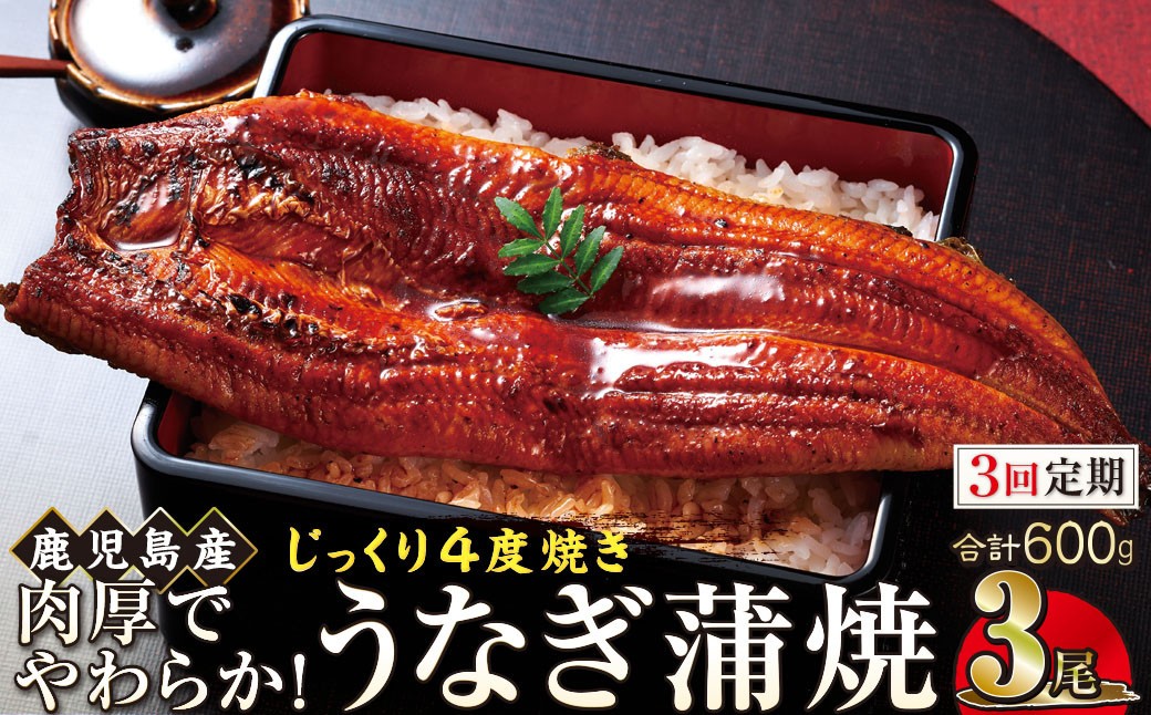 
【3回定期】うなぎ 蒲焼 200g×3尾【鹿児島産】地下水で育てた絶品鰻
