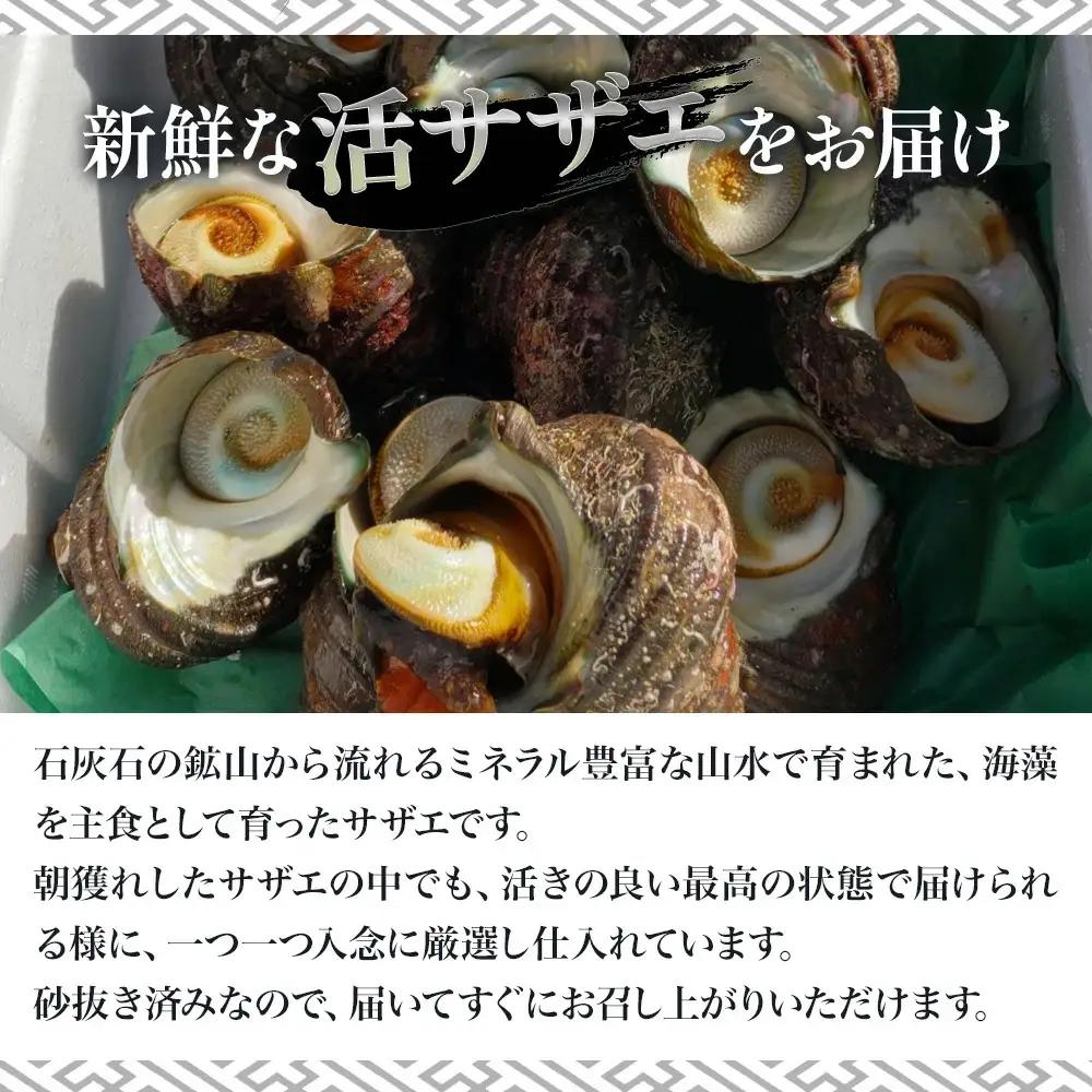 活サザエ 2kg（12個~20個）さざえ | 津久見市
