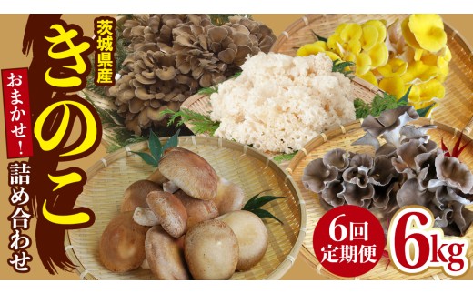 【 6ヶ月 隔月定期便 】 きのこ の 詰め合わせ Sサイズ 約1kg 大容量 キノコ 舞茸 あわび茸 たもぎ茸 しいたけ ぶなしめじ セット 鍋 炒め物 茨城県 城里町産 定期便 (AU010)