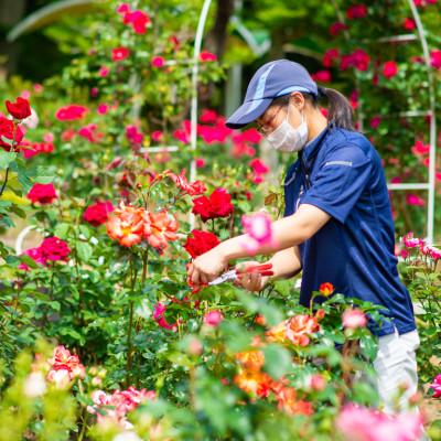 ふるさと納税 花巻市 花巻温泉のバラ園にいる気分を味わえるルームスプレー |  | 02
