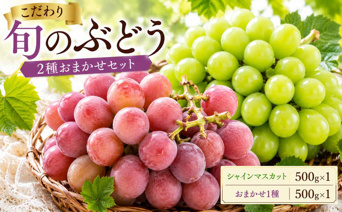 
                  美浜町産 こだわり旬のぶどう 2種おまかせセット  500g×2 | シャインマスカット ピオーネ グロスクローネ タカスミ クイーンニーナ ぶどう 果物 くだもの フルーツ ふるーつ 濃厚 季節限定 先行予約 旬 人気 おすすめ 愛知県 美浜町
                